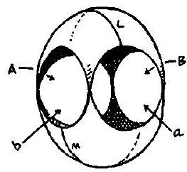 STRETCH TO MAKE THIS FAMILIAR SURFACE. NOTE ARCS L AND M. 拉伸形成我们熟悉的曲面。注意观察弧线 L 和 M。